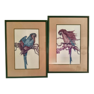 1980s Parrot Framed Prints by Paul Brent - Set of 2