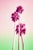 Poolside Popsicles, Limited Edition, Fine Art Photography By: Kristin Hart 48x32 For Sale