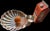 Vintage Mid Century w.m Rogers Silverplate Scallop Clam Shell Tray With Serving Dish For Sale - Image 9 of 9