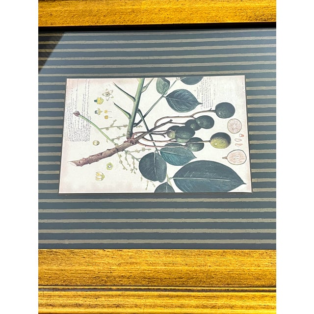 Gold Paragon Botanical & Fruit Prints in Monumental Architectural Giltwood Frames, Pair For Sale - Image 8 of 16