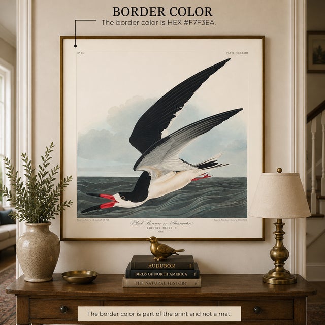 Vintage ornithological artwork reproduced from Birds of America by John James Audubon and refined for modern printing. The...