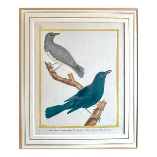 Antique 18th Century Bird Copper Plate Engraving by François-Nicolas Martinet For Sale