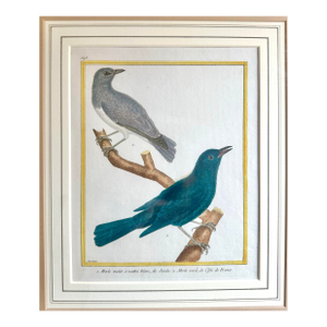 Antique 18th Century Bird Copper Plate Engraving by François-Nicolas Martinet