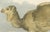 Mid 18th Century After Jacques de Sève, Dromedary Camel, 1769, Hand-Coloured Engraving For Sale - Image 5 of 9