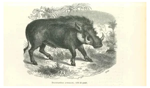 Paul Gervais, African Warthog, Lithograph, 1854