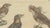 Bertuch, Bird Swallow & Nightjars, 1800, Engraving For Sale - Image 6 of 9