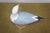 Vintage Lynda C. Bryan Hand Carved Pine Wooden Wildlife Herring Gull Sculpture For Sale - Image 10 of 14