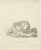Antique Engraving of a Flying Squirrel (Sciurus aërobates Linn.), engraved by Johann Nußbiegel, circa 1800 This fine...