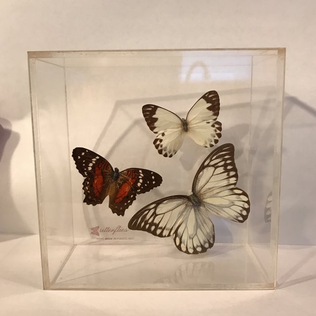 Vintage Butterfly Specimen in Lucite Display Case Chairish
