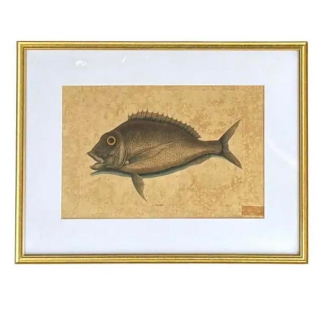 Mark Catesby (British, 1683-1749) Framed Fish Engravings, A Pair. These 18th Century engravings originated from Catesby's...