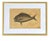 Mark Catesby (British, 1683-1749) Framed Fish Engravings, A Pair. These 18th Century engravings originated from Catesby's...