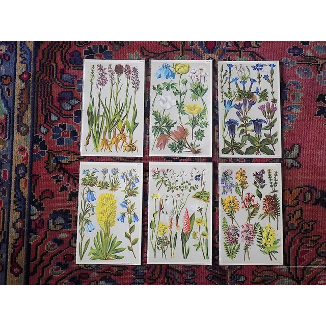 Printmaking Materials Authentic Antique 19th Century Botanical Color Lithographs - Set of 6 For Sale - Image 7 of 7