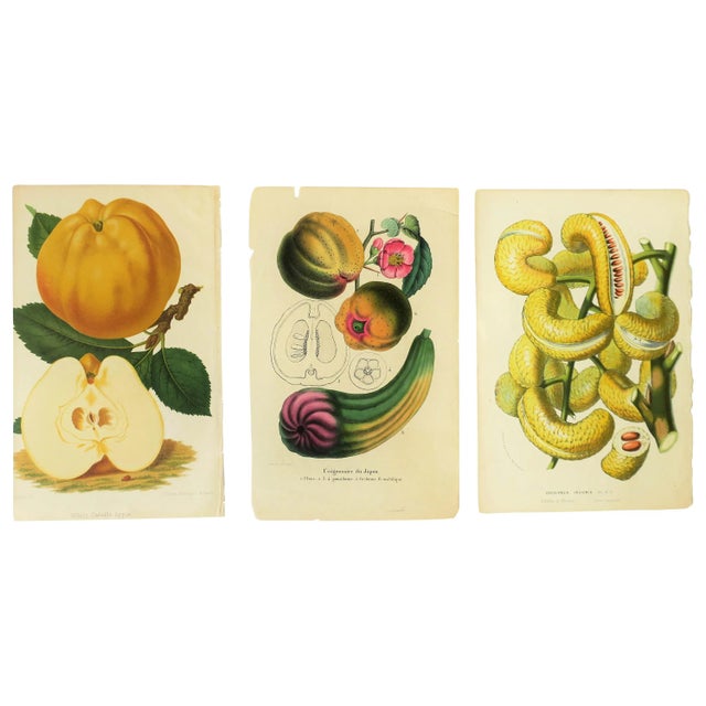 Late 19th Century European Fruit Peach Botanical Wall Art Chromo, circa 19th Century For Sale - Image 5 of 8