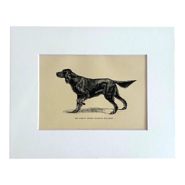 Antique 1890s Dog Print in 8 x 10 Mat: "The Gordon Setter Champion Bellmont" For Sale
