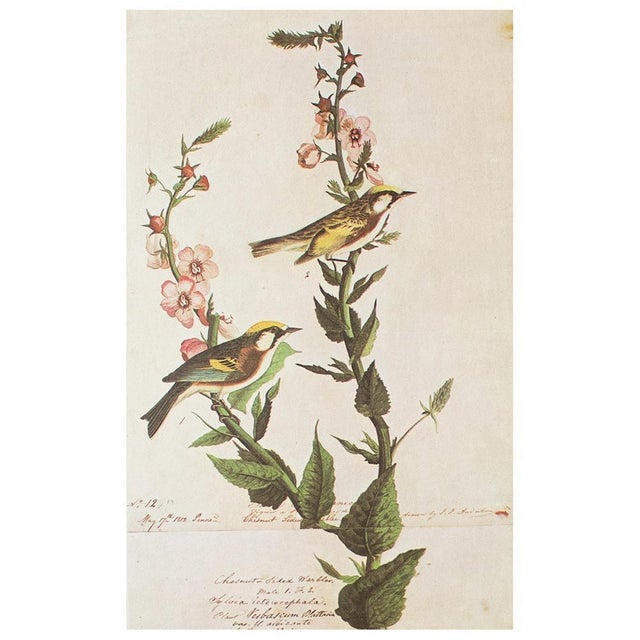 1960s 1966 Vintage Cottage Print "Chestnut-Sided Warbler" After John James Audubon For Sale - Image 5 of 7