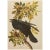 1960s 1966 Raven by John James Audubon, Vintage Cottage Print For Sale - Image 5 of 8