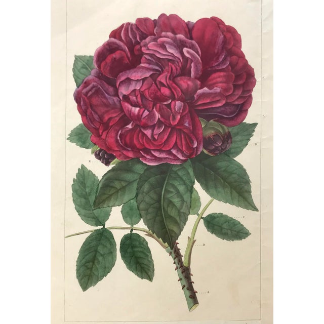 Antique French Botanical Print of a Rose For Sale - Image 4 of 6
