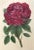 Antique French Botanical Print of a Rose For Sale - Image 4 of 6