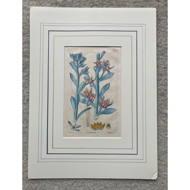 English 19th.century Robert Sweet Botanical Print With Flower Description Page Attached to Back. It Is an Hand Colored Engraving. For Sale - Image 3 of 9