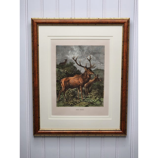 Late 19th Century Louis Prang Deer Engravings in Burl Wood Style Frames - Set of 4 For Sale - Image 10 of 16