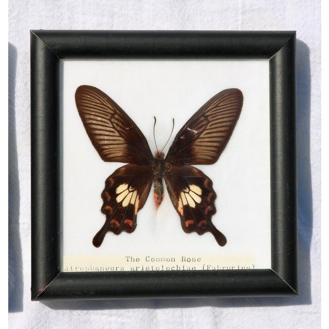 Framed Butterfly Specimens-Set of 3 For Sale In Cincinnati - Image 6 of 13