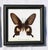 Framed Butterfly Specimens-Set of 3 For Sale In Cincinnati - Image 6 of 13