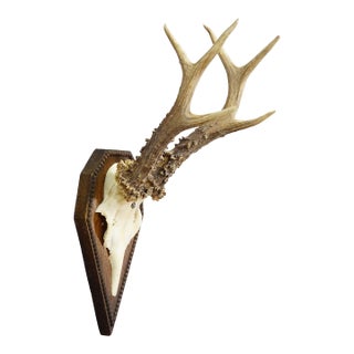 Black Forest Antique Roe Deer Trophy on Carved Plaque 1940s For Sale