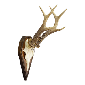 Black Forest Antique Roe Deer Trophy on Carved Plaque 1940s