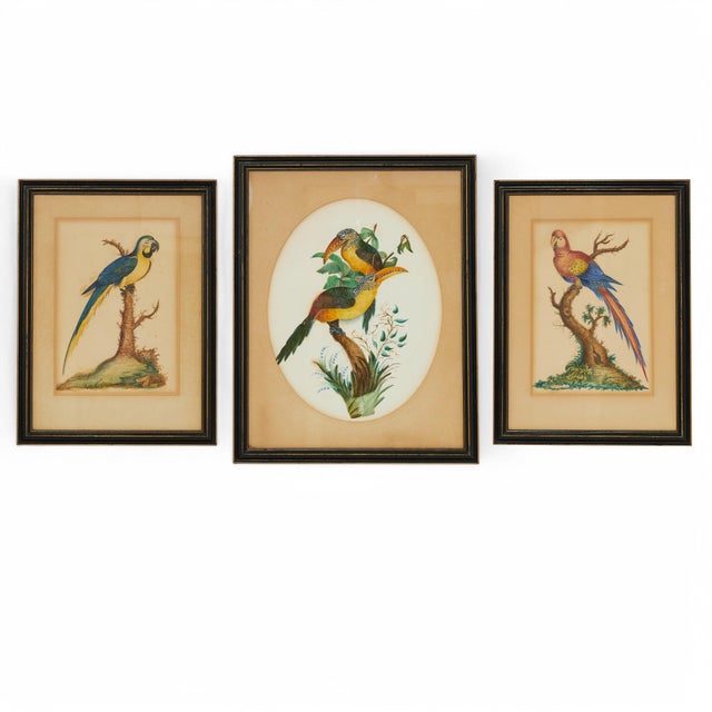 Paint Framed Antique Watercolor of a Parrot For Sale - Image 7 of 7