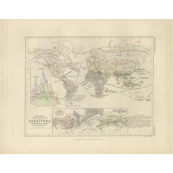 Antique Map of the Division and Distribution of Carnivora by Johnston, 1850 For Sale