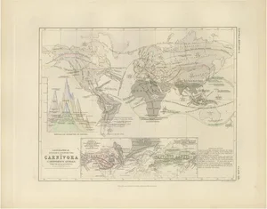 Antique Map of the Division and Distribution of Carnivora by Johnston, 1850
