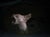 Riddle by Jennifer Gennari | Oil on wood Painting of a cat's head with an open mouth. For Sale