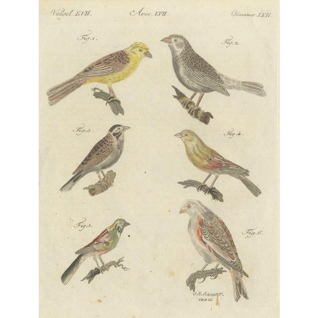 Bertuch, Yellowhammer, Ortolan and Buntings, 1805, Print For Sale - Image 12 of 12
