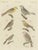 Bertuch, Yellowhammer, Ortolan and Buntings, 1805, Print For Sale - Image 12 of 12