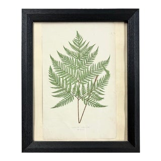 Antique 1870 Fern Print, Signed For Sale
