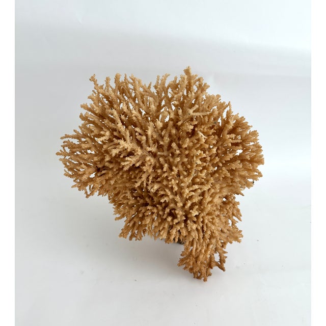 Tan Rare Table Coral Sculpture For Sale - Image 8 of 8