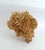 Tan Rare Table Coral Sculpture For Sale - Image 8 of 8