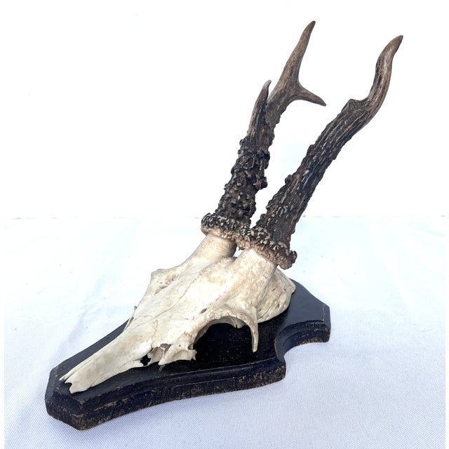 Vintage 1973 German Roe Deer Antler Mount With Matching Jawbone For Sale - Image 10 of 14