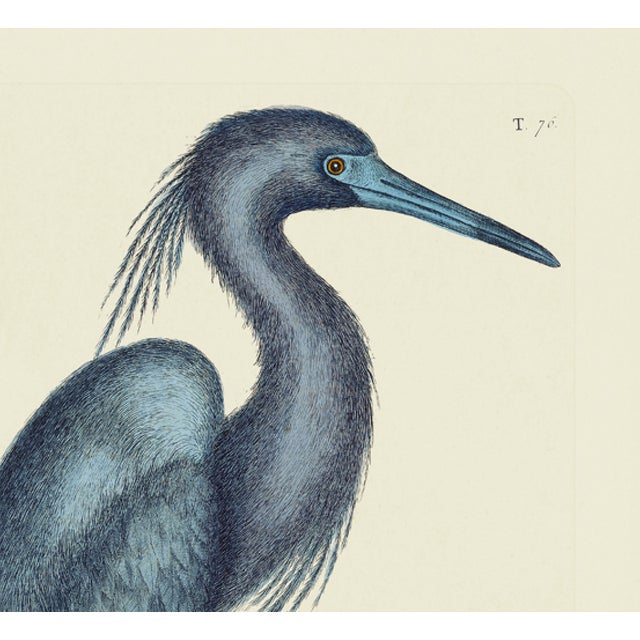 This is a special-edition print of the Red Curlew (Plate 76) from Volume I of The Natural History of Carolina, Florida,...