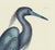 This is a special-edition print of the Red Curlew (Plate 76) from Volume I of The Natural History of Carolina, Florida,...