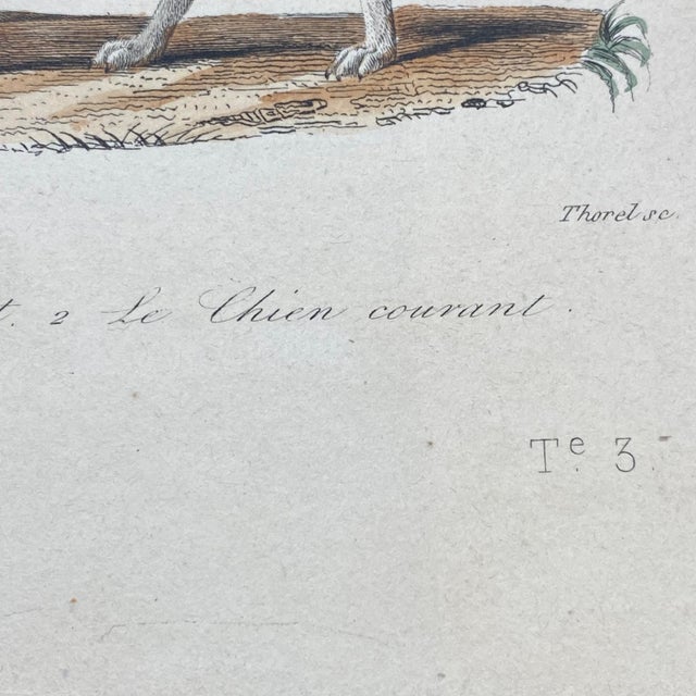 French Antique 18th Century "Le Chien Couchant" Dog Engraving Hand Colored Signed Artwork For Sale In Portland, ME - Image 6 of 9