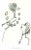 Learning Tennis is a Charcoal Drawing realized by Mino Maccari (1924-1989) in the Mid-20th Century. Hand-signed in the...