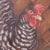 French Oil Paintings on Board of Chickens - Set of 4 For Sale - Image 10 of 12