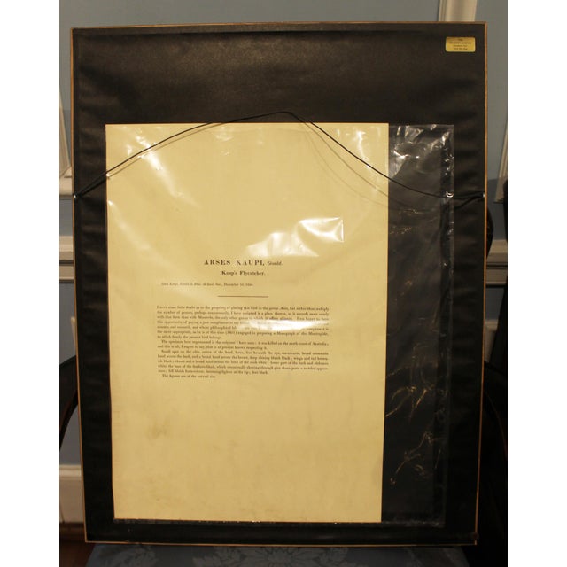 Printmaking Materials 1970s English Framed Reproduction of Gould's Kaup's Flycatcher Lithograph For Sale - Image 7 of 9