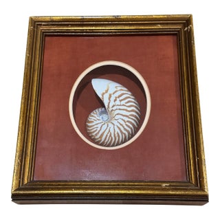 Vintage Framed Nautilus Seashell For Sale
