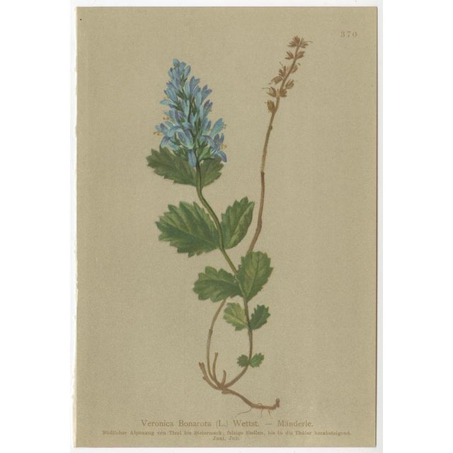 After Anton Hartinger, Alpine Speedwell and Wulfenia Botanical Plates, 1897, Prints, Set of 8 For Sale - Image 3 of 12