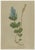 After Anton Hartinger, Alpine Speedwell and Wulfenia Botanical Plates, 1897, Prints, Set of 8 For Sale - Image 3 of 12