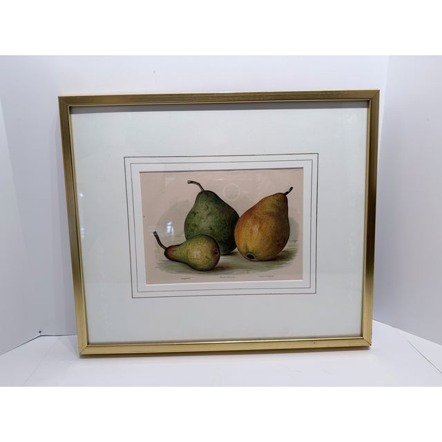 Pair Gold Fillet, Gilt Framed Vintage Pear Bookplates Circa 1890's For Sale - Image 9 of 9
