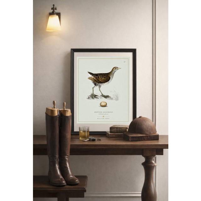 Not Yet Made - Made To Order William Lewin 1789 Waterbirds Fine Art Gallery Board Print - The Spotted Gallinule For Sale - Image 5 of 15