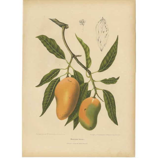 Hoola van Nooten, Mango Botanical, 1880, Chromolithograph For Sale - Image 9 of 9